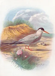 Tiira - Sterna fluviatilis, c1910, 1910