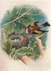 Kultasipso - Carduelis elegans, 1910, 1910