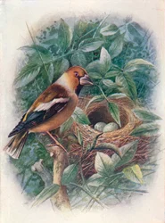 Hawfinch - Coccothraustes vulgaris, c1910, 1910