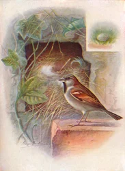 Kotivarpunen -- Passer domesticus, c1910, 1910