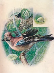 Jay-Garrulus glandarius, 1910, 1910