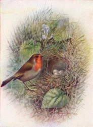 Redbreast tai Robin - Erithacus rubecula, c1910, 1910