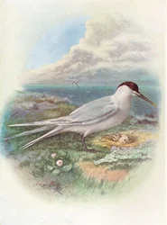 Riuttatiira - Sterna cantiaca, noin 1910, 1910