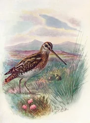 Taivaanvuohi - Gallinago coelestis, noin 1910, 1910