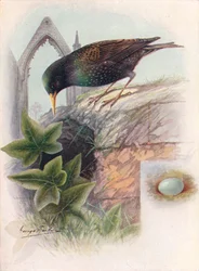 Starling - Sturnus vulgaris, c1910, 1910