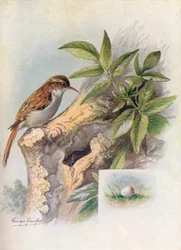 Tree-Creeper - Certhia familiaris, c1910, 1910
