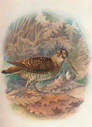 Lehtokurppa - Scolopax rusticola, n. 1910, 1910