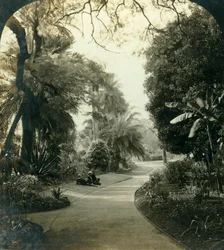 Pathway in the Queens Park, Brisbane, Australia, vuodelta 1909.