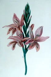 Glaieul Gladioli, 1800-luku.