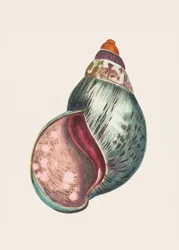 Akaattibulla