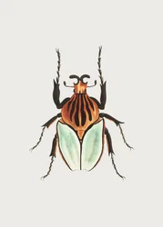 Päällikkö Beetle