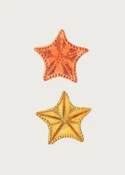 Veistetty Asterias