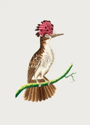 harjakotka