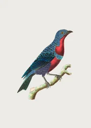 Purppurarintakotinga