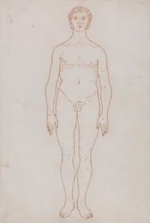 Vertaileva anatominen selvitys ihmiskehon rakenteesta tiikerin ja tavallisen linnun rakenteeseen verrattuna: Study of the Human Figure, Anterior View (Luonnospiirustus taulukkoa VI varten).