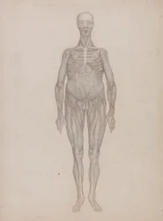 Vertaileva anatominen selvitys ihmiskehon rakenteesta tiikerin ja tavallisen linnun rakenteeseen verrattuna: Human Figure, Anterior View (tarkoitettu levylle, jota ei koskaan julkaistu): Human Figure, Anterior View (Intended for a Plate That was Never Publ