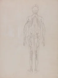 Vertaileva anatominen selvitys ihmiskehon rakenteesta tiikerin ja tavallisen linnun rakenteeseen verrattuna: Human Figure, Posterior View (Julkaisemattoman levyn avainkuvion ääriviivapiirustus).