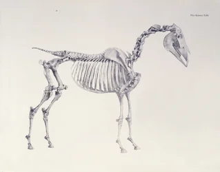 Ensimmäinen luurankopöytä kirjasta "The Anatomy of the Horse"