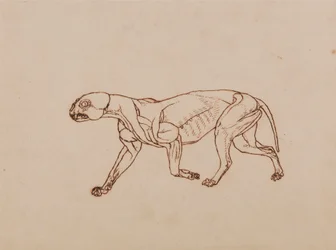 Leopardirunko, sivunäkymä
