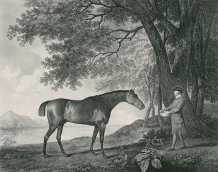 Sharke, kaiverrus George Townley Stubbs (1756-1815) pub. 1794 (etsaus)