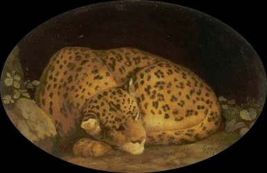 Nukkuva leopardi
