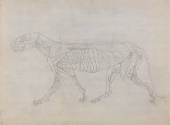 Tutkimus tiikeristä, sivuttaisnäkymä, vertailevasta anatomisesta näyttelystä ihmiskehon rakenteesta tiikerin ja linnun rakenteeseen, 1795-1806 (grafiitti ohuella kudospaperilla)