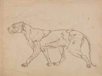 Tutkimus tiikeristä, sivuttaisnäkymä, vertailevasta anatomisesta esityksestä ihmiskehon rakenteesta tiikerin ja linnun rakenteen kanssa, 1795-1806 (grafiitti raskaalle kudospaperille)