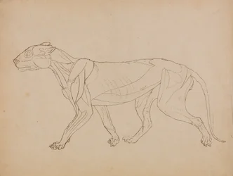Tutkimus tiikeristä, sivukuva, teoksesta A Comparative Anatomical Exposition of the Structure of the Human Body with that of a Tiger and a Common Fowl, 1795-1806 (kynällä ja tussilla, grafiitilla ja liidulla, kankaalle).