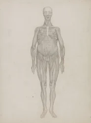 Tutkimus ihmishahmosta, etunäkymä, julkaisusta "Vertaileva anatominen esitys ihmiskehon rakenteesta tiikerin ja linnun rakenteeseen", n. 1795-1806 (grafiitti patruunapaperilla)