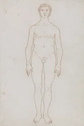 Tutkimus ihmishahmosta, etunäkymä, julkaisusta "Vertaileva anatominen esitys ihmiskehon rakenteesta tiikerin ja linnun rakenteen kanssa", n. 1795-1806 (punainen liitu paperille)