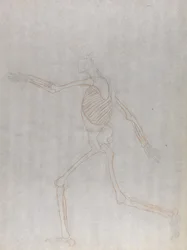 Tutkimus ihmishahmosta, sivuttaisnäkymä, vertailevasta anatomisesta esityksestä ihmiskehon rakenteesta tiikerin ja linnun rakenteen kanssa, 1795-1806 (grafiitti ja punainen liitu ohuella w