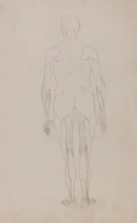 Tutkimus ihmishahmosta, takanäkymä, vertailevasta anatomisesta esityksestä ihmiskehon rakenteesta tiikerin ja linnun rakenteen kanssa, n. 1795-1806 (grafiitti ja muste paperille)