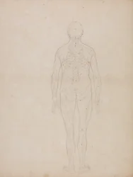 Tutkimus ihmishahmosta, takanäkymä, teoksesta A Comparative Anatomical Exposition of the Structure of the Human Body with that of a Tiger and a Common Fowl, noin 1795-1806 (grafiitti patruunapaperille).