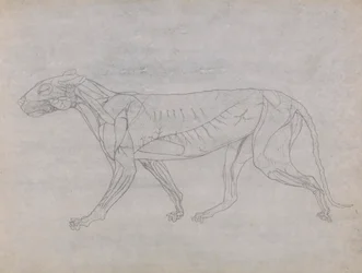 Tiger Body, sivuttaisnäkymä