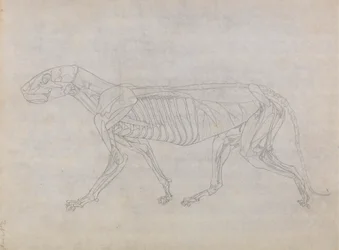 Tiger Body, sivuttaisnäkymä