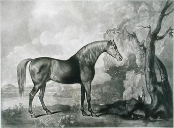 Brown Horse Mask, George Stubbsin mukaan, 1773 (mezzotint)