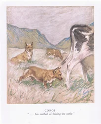 Corgi (värillinen litografia)
