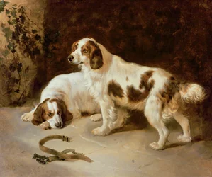 Brittany Spanielit