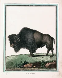 American Buffalon antiikkiprintti