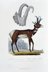 Natural History Board: Eläintieteen lautakunta, joka edustaa Spanked Antilooppia; Furcifer-antilooppi, Smith. a. Sarvet koko kehityksessään - luonnontieteilijä Georges Louis Leclercin, Buffonin kreivin (1707 - 1788) "" Complete Works of Buffon" -kirjassa. 