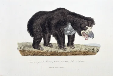 Luonnonhistoriallinen levy: Eläintieteelliset levyt, jotka kuvaavat karhua, jolla on suuret huulet, Ursus labiatus, De Blaini - luonnontieteilijä Georges Louis Leclercin, Buffonin kreivin (1707 - 1788) teoksessa "" Buffonin valmiit". Kaiverrus vuodelta 183