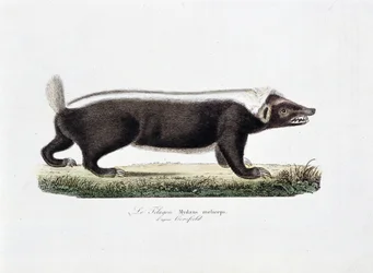 Natural History Plate: Eläintieteelliset taulut, jotka kuvaavat Le Telagonia, Mydaus meliceps d
