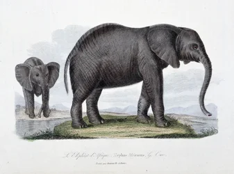 Natural History Plate: eläintieteellinen taulu, joka edustaa afrikkalaista norsua; Elephas Africanus - luonnontieteilijä Georges Louis Leclercin, Buffonin kreivin (1707 - 1788) teoksessa "Buffonin valmiit". Kaiverrus vuodelta 1837.