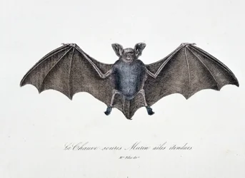 Luonnonhistoriallinen levy: Zoologinen taulu, joka edustaa Bat Murinin pidennettyjä siipiä – luonnontieteilijä Georges Louis Leclercin, Buffonin kreivin (1707 - 1788) teoksessa "Buffonin teokset". Kaiverrus vuodelta 1837.