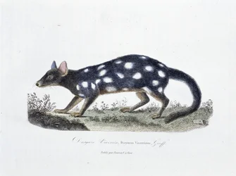 Natural History Plate: Zoologinen taulu, joka edustaa Dasyure Viverriniä, Dasyurus Viverrinusta - luonnontieteilijä Georges Louis Leclercin, Buffonin kreivin (1707 - 1788) teoksessa "" Completely Works of Buffon"". Kaiverrus vuodelta 1837.