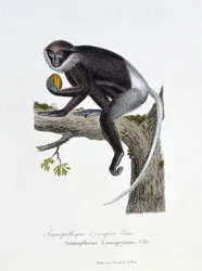 Natural History Plate: Eläintieteelliset taulut, jotka edustavat White Rump Semnopitheque, Semnopithecus Leucoprymnus, Otto - luonnontieteilijä Georges Louis Leclercin, Buffonin kreivin (1707 - 1788) teoksessa "" Completes of Buffon"". Kaiverrus vuodelta 1