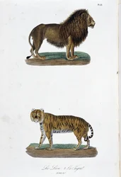 Natural History Plate: Eläintieteelliset taulut, jotka edustavat leijonaa ja tiikeriä – luonnontieteilijä Georges Louis Leclercin, Buffonin kreivin (1707 - 1788) teoksessa "" Completes of Buffon"". Kaiverrus vuodelta 1837.
