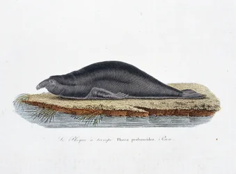 Luonnonhistoriallinen levy: Zoologinen taulu, joka edustaa hylkettä trompea, Phoca proboscidea, Peron - luonnontieteilijä Georges Louis Leclercin, Buffonin kreivin (1707 - 1788) teoksessa "" Completely Works of Buffon"". Kaiverrus vuodelta 1837.