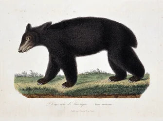 Luonnonhistoriallinen taulu: Amerikanmustakarhua (Ursus americanus) esittävä eläintieteellinen kuva - luonnontieteilijä Georges Louis Leclercin, Buffonin kreivin (1707 - 1788), teoksessa "Buffonin teokset". Kaiverrus vuodelta 1837.
