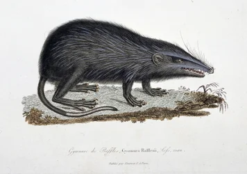 Natural History Plate: Zoologinen kartta, joka kuvaa The Gymnure of Raffles, Gymnura Rafflesii, Lefs, mies - luonnontieteilijä Georges Louis Leclercin, Buffonin kreivin (1707 - 1788) "" Buffonin valmiit" -kirjassa. Kaiverrus vuodelta 1837.